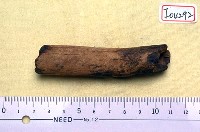 藏品(鹿角一件)的圖片